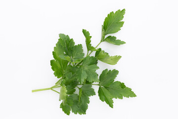 Wall Mural - Bio parsley leaf on white background.