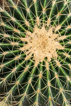 Round Cactus With Needles Close Up