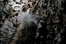 The Worm Covered With White Hair. During The Rainy Season Causing A Small Drop Of Water To Settle On The Hair.