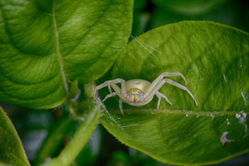 Sticker - A female goldenrod crab spider watching for prey in the vegetation (Misumena vatia)