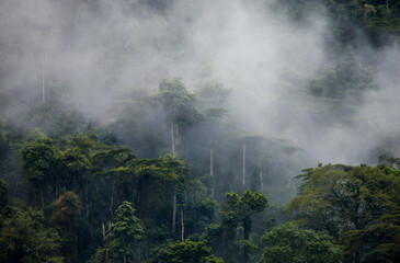 tropical forest in the morning mist. bwindi impenetrable national park uganda. africa.