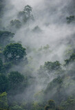 Fototapeta Sawanna - Tropical forest in the morning mist. Bwindi Impenetrable National Park Uganda. Africa.