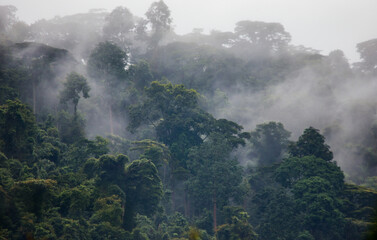 tropical forest in the morning mist. bwindi impenetrable national park uganda. africa.