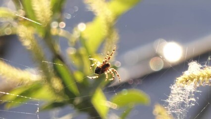 spider weaves a web close-up