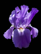 Purple Bearded Iris Blossom Isolated Against A Black Background