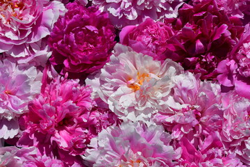 Wall Mural - floral background of peonies of different shapes, sizes and colors. drops of water on the petals. na