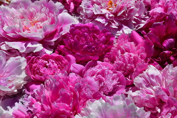 Wall Mural - floral background of peonies of different shapes, sizes and colors. drops of water on the petals. na