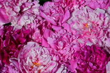 Wall Mural - floral background of peonies of different shapes, sizes and colors. drops of water on the petals. na