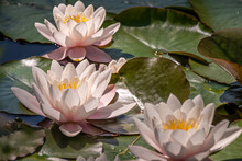 Pink Water Lily. Three Water Lilies In Sunny Day. Nymphaea. Peach Glow. Red Nymphaea.