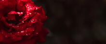 A Red Rose With Raindrops At Sunset. The Background Image Is Green-red. Natural, Environmentally Friendly Natural Background. A Copy Of The Place For The Text.