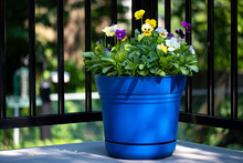 Colorful Pansies In A Plastic Blue Planter Sitting On A Deck