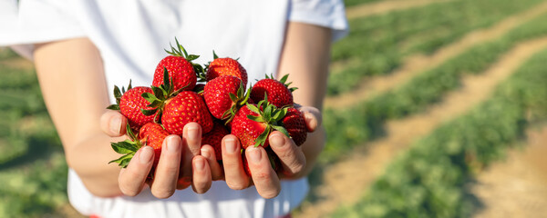 Close-up detail view farmers hand hold show offer ripe red fresh sweet big tasty strawberry against farm field rows. Seasonal work job picking harvest berries at agricultural industry farm greenhouse