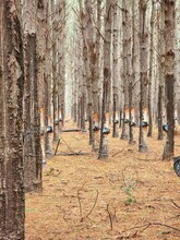 Floresta De árvores De Pinus Sendo Resinadas