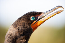 Cormorant Up Close Head In The Everglades