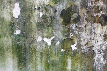 Wall Mural - Weathered concrete wall with green algae and mold , background and texture