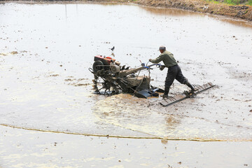 Wall Mural - farmers level the land in paddy fields to prepare for transplanting rice seedlings, North China