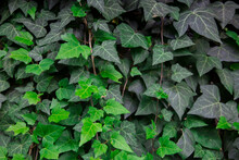 Wall Covered With Ivy (hedera). Landscaping In Interest And Exterior.