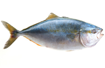 Sticker - Tuna fish on a white background)