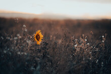 Einzelne Sonnenblume In Feld Bei Sonnenuntergang