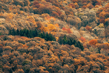 Wall Mural - Une forêt en automne en vue aérienne