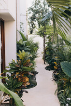 Pathway Through A Garden Full Of Tropical Trees