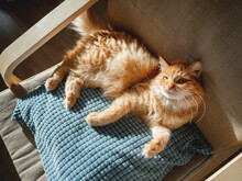 Top View On Cute Ginger Cat Lying On Pillow. Fluffy Pet Is Sleeping On Chair.cozy Home Lit With Sun.