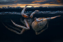 Orb Weaver Spider At Sunset