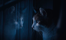 Midnite Cat Face Reflection
