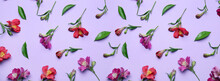 Many Beautiful Alstroemeria Flowers Scattered On Lilac Background, Top View