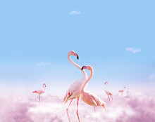 Two Flamingos Stand In Pink Clouds - Dreaming Composition