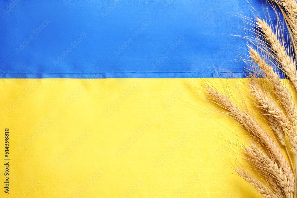 Wheat spikelets on flag of Ukraine, closeup