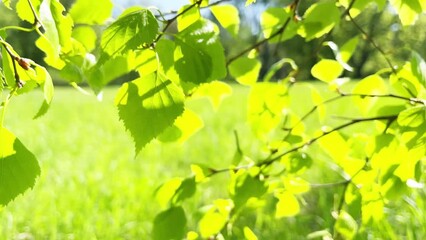 Wall Mural - Green leaves in green park on green grass. 4K video clip