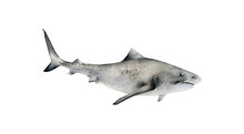 Hand-drawn Watercolor Tiger Shark Illustration Isolated On White Background. Underwater Ocean Creature. Marine Animals Collection	