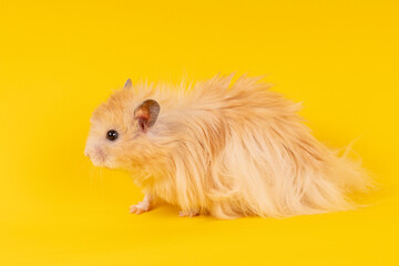 Canvas Print - long-haired hamster on a yellow background. animal rodent