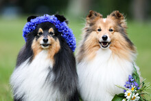 Beautiful Sable White Shetland Sheepdog, Small Collie Lassie Dog Outside Portrait With Cornflower Midsummer Circlet Of Flowers. Happy Midsummer Celebration Postcard With Smiling Sheltie 