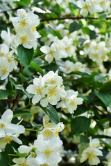 Poster - Jasmine bush in full blooming