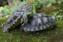Two Red Eared Slider Tortoises Are Basking On The Moss-covered Ground On The Riverbank. This Reptile Has The Scientific Name Trachemys Scripta Elegans.