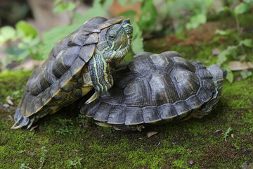 Two red eared slider tortoises are basking on the moss-covered ground on the riverbank. This reptile has the scientific name Trachemys scripta elegans.