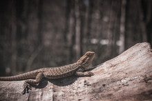 Close-up Of Lizard On Tree Trunk Bearded Dragon