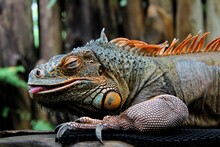 Close-up Of Iguana
