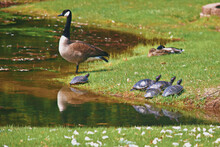 By The Pond- Grazing Goose, Painted Turtles, Nappyducks