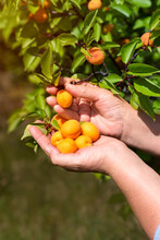 Ripe Apricot Fruits Are Plucked From The Tree In The Garden. Closeup Of The Hand Of A Woman Picking Apricots From A Tree On A Fruit Farm With A Beautiful Sun. Vintage Apricot Orchard.