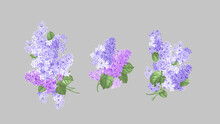 Isolated Branches Of Lilac Flowers On A Grey Background. Set Of Watercolor, Spring Flowers, Lilac. 
Beautiful,l Floral Elements For Your Design 
