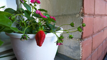 Bush Remontant Strawberry With Flowers And Juicy Red Berry In White Pot On Windowsill. Garden In Your House Concept. Harvest On Balcony All Summer. Home Gardening. Green House.