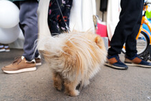 Lapdog Pomeranian Spitz Walking On Leash Among Feet Of People. Cute Fluffy Dog Standing On Street.