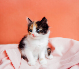 Wall Mural - A spotted cat is playing on a pink background. A curious little kitten sitting on a pink blanket and looking at the camera.A pet.