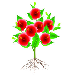 Wall Mural - Chinese rose plant with roots isolated on white background.