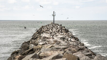 Seagulls Flying Over Breakwater Rocks