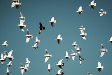 Low Angle View Of Seagulls