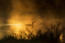 Morning Light With A Red Throated Loon In Silhouette